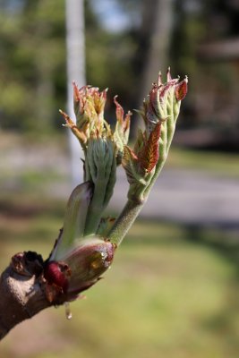 Arália elata 'Variegata' - arálie štíhlá - list jaro